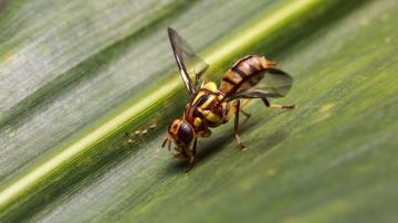 Oriental Fruit Fly